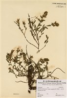 藏品(小山螞蝗)的圖片